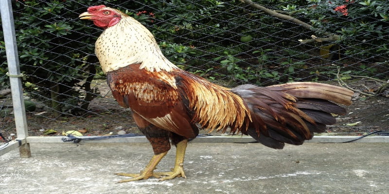 Kiên trì tập luyện là cách nuôi gà đá cựa sắt hiệu quả