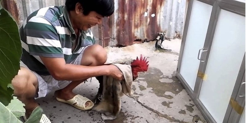 cách nuôi gà đá cựa sắt
