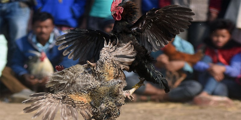 Vài nét cơ bản về gà đá đòn độc