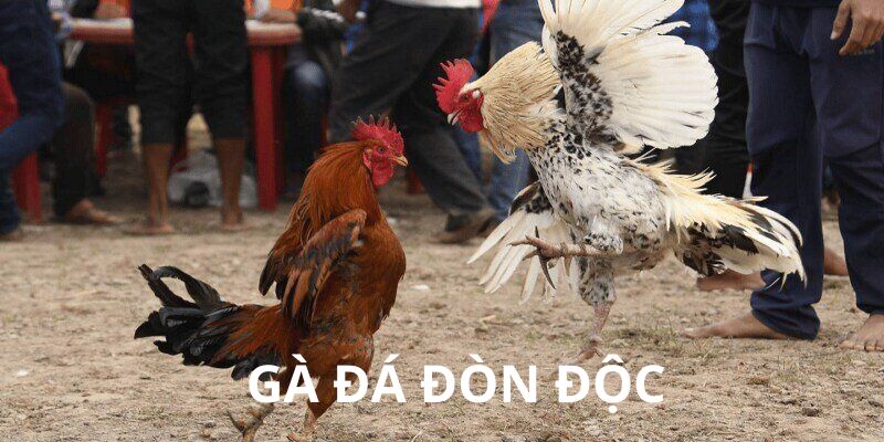 Gà đá đòn độc