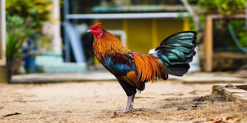 Kinh nghiệm chọn gà đá đòn độc